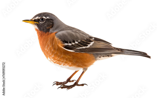 A mesmerizing close-up of a bird perched on a white background