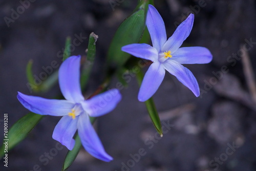 The beauty and colors of spring - little blue flowers of Bossier s glory-of-the-snow or Lucile s glory-of-the-snow  Scilla luciliae