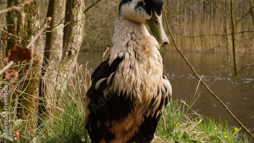 A beautiful brown, black and white Appleyard Duck with orange feet cleans itself along the riverbank. Filmed at Dromore Lough, Dartrey Forest, Cavan and Monaghan. photo