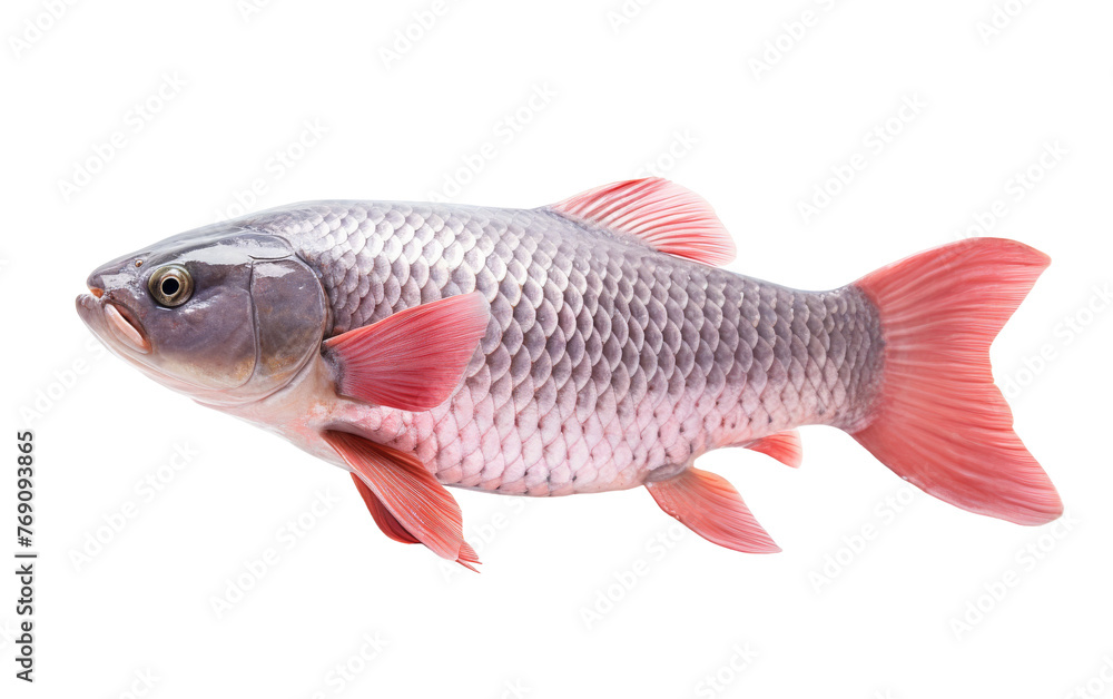 A fish gracefully swims in the crystal-clear water A fish gracefully swims in the crystal-clear water