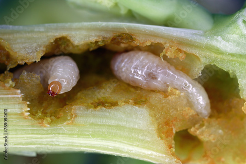 A cabbage stem weevil called also cabbage seedstalk curculio, Ceutorhynchus pallidactylus (synonym quadridens). Larvae inside the rapeseed stalk.