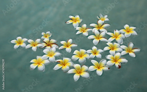 Plumeria flowers on water surface