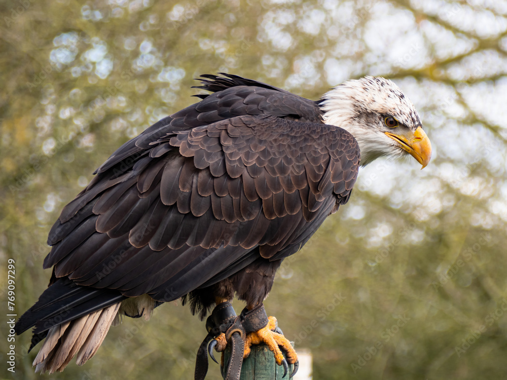 Strong bald eagle, head close-up for a portrait with its head, eye, beak, white crown with a blur background. Image. Picture. Portrait Strong bald eagle, head close-up for a portrait with its head, eye, beak, white crown with a blur background. Image. Picture. Portrait