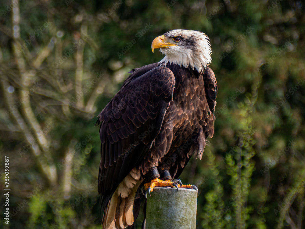 Fototapeta premium Strong bald eagle, head close-up for a portrait with its head, eye, beak, white crown with a blur background. Image. Picture. Portrait