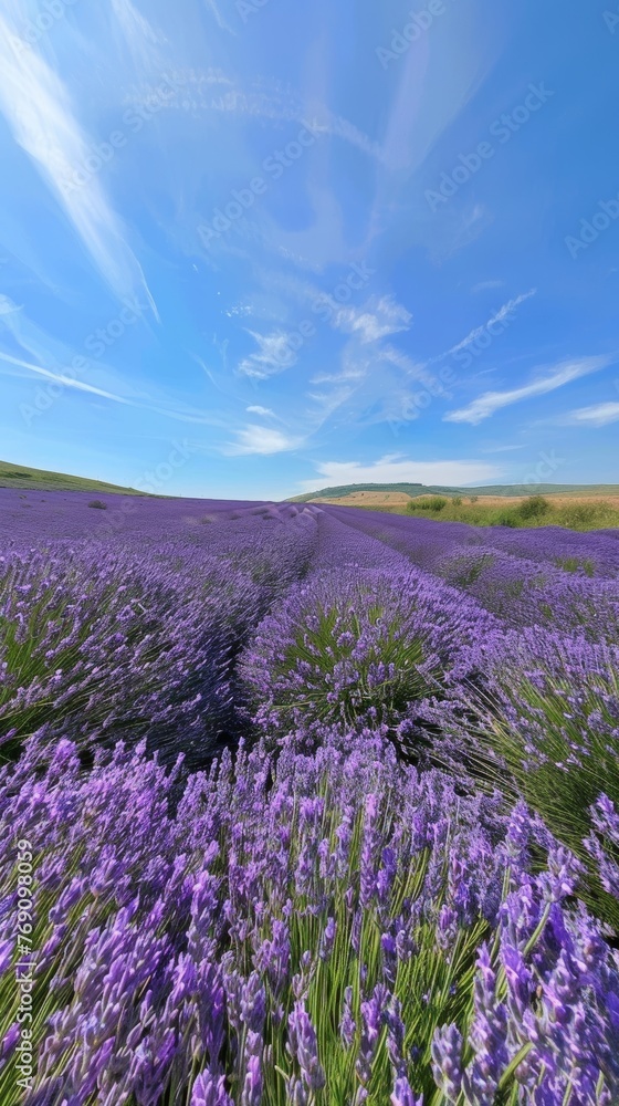 Endless rows of lavender under a dramatic sky, inviting a sense of wonder with their rich color and texture.