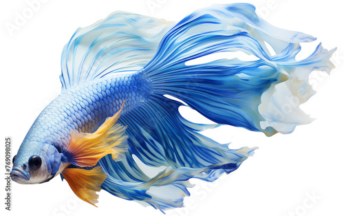 A majestic blue and white fish with a long tail gracefully swims through the clear waters © FMSTUDIO