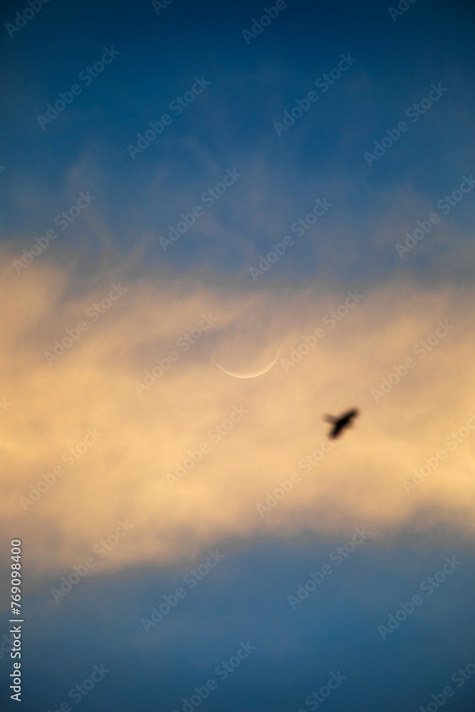 Moon and Bird