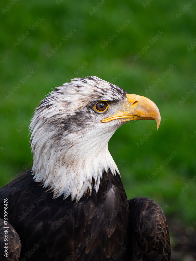 Strong bald eagle, head close-up for a portrait with its head, eye, beak, white crown with a blur background. Image. Picture. Portrait Strong bald eagle, head close-up for a portrait with its head, eye, beak, white crown with a blur background. Image. Picture. Portrait