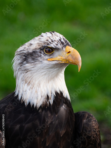 Strong bald eagle  head close-up for a portrait with its head  eye  beak  white crown with a blur background. Image. Picture. Portrait