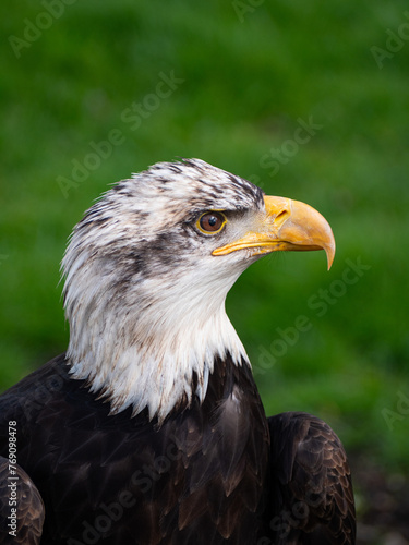 Strong bald eagle, head close-up for a portrait with its head, eye, beak, white crown with a blur background. Image. Picture. Portrait