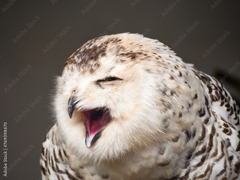 Obraz premium Snowy owl. Close up of snowy owl (Bubo scandiacus). Snowy owl (Bubo scandiacus), also known as polar owl, white owl and Arctic owl. A threatened species native to the Arctic regions