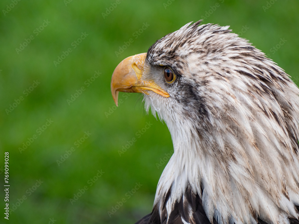 Naklejka premium Strong bald eagle, head close-up for a portrait with its head, eye, beak, white crown with a blur background. Image. Picture. Portrait