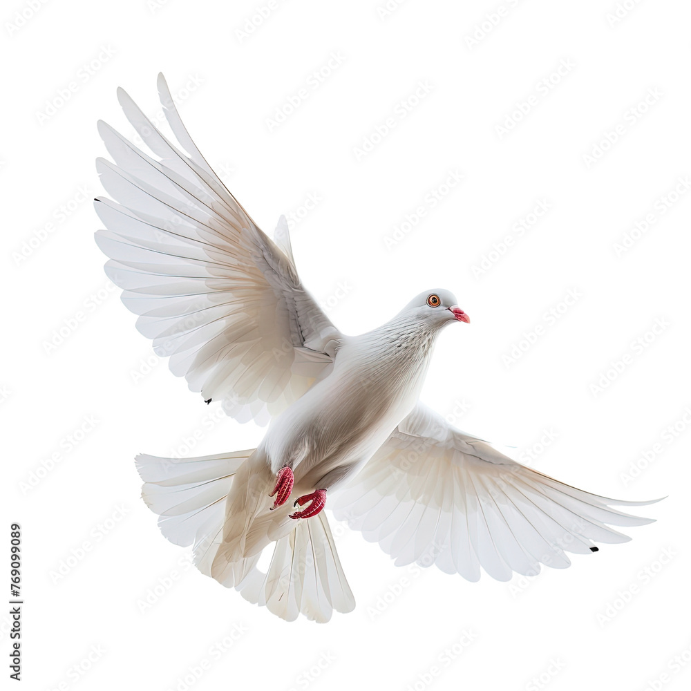 Obraz premium White pigeon flying isolated on white or transparent background