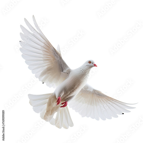 White pigeon flying isolated on white or transparent background