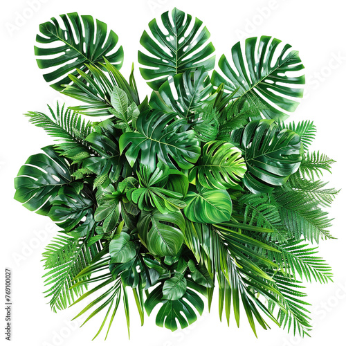Tropical leaves foliage plant jungle bush floral isolated on white or transparent background