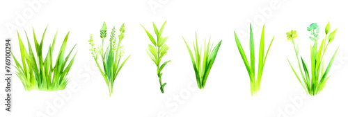Watercolor tufts of green grass isolated on white background. Spring or summer decoration. Collection of ecology outdoor blade elements growing in garden or meadows