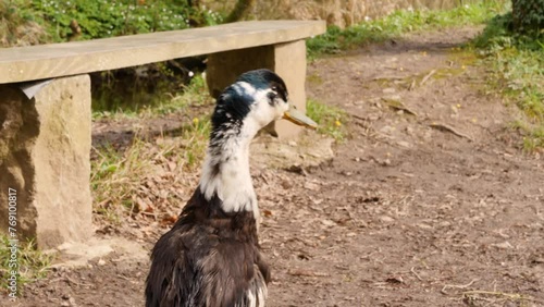 Following a tall black, white and brown Appleyard Duck as it walks along a river. Filmed at Dromore Lough, Dartrey Forest, Cavan and Monaghan. photo