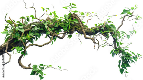 Twisted jungle vines tropical rainforest liana pla isolated on white or transparent background