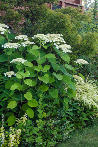 Smooth or wild hydrangea (Hydrangea arborescens) with lacecap-form flower heads in bloom in a shade garden border