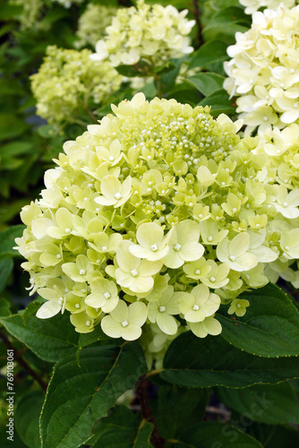 Closeup of the greenish flowers of Little Lime panicle hydrangea (Hydrangea paniculata 'Jane')