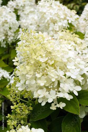Foto The greenish white flowerheads of 'Limelight' panicle hydrangea (Hydrangea panic