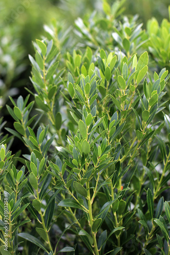 The evergreen foliage of 'Shamrock' inkberry (Ilex glabra 'Shamrock')