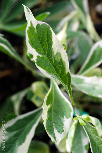 Closeup of the variegated foliage (leaves) of Harlequin honeysuckle (Lonicera x italica 'Sherlite' or Lonicera periclymenum 'Harlequin') photo