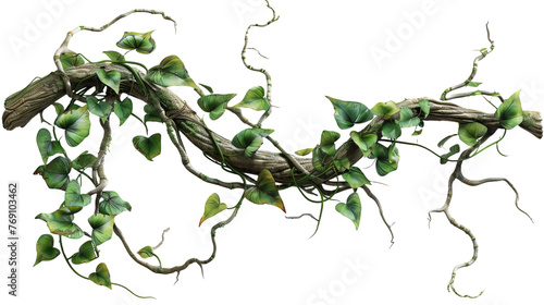 Twisted jungle vines tropical rainforest liana pla isolated on white or transparent background