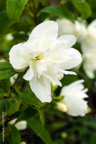 Fototapeta Naklejka Na Ścianę i Meble -  Closeup of the double white flower of 'Snowbelle' mockorange or mock orange (Philadelphus), a spring-flowering deciduous shrub