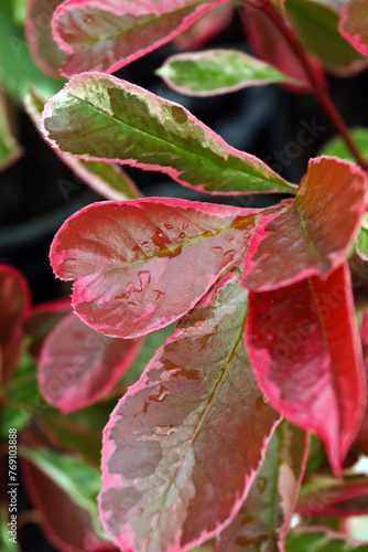 Closeup of the pink-and-white variegated foliage (leaves) of Pink Marble photinia (Photinia x fraseri 'Cassini')