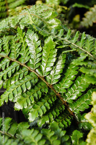 Closeup of a frond of Japanese tassel fern (Polystichum polyphlebarum), also known as Korean tassel fern or simply tassel fern