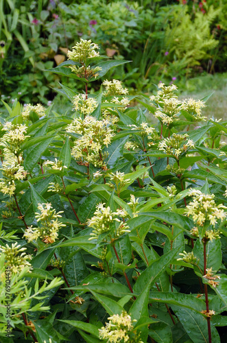 Southern bush honeysuckle (Diervilla sessilifolia), a native deciduous shrub, in flower in a garden setting