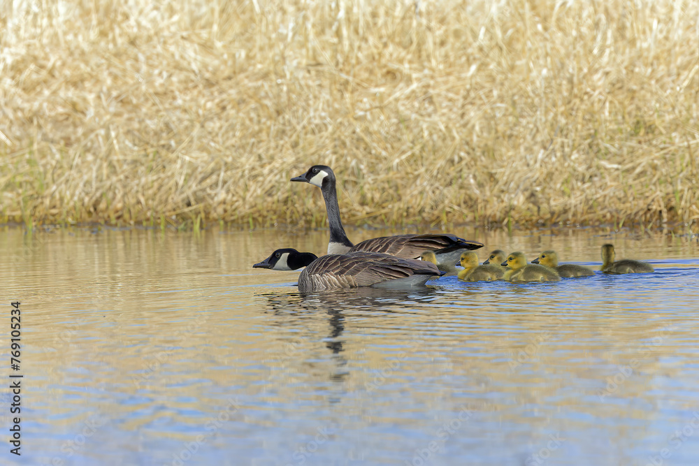 Canada goose (Branta canadensis) in Wisconsin conservation area Canada goose (Branta canadensis) in Wisconsin conservation area