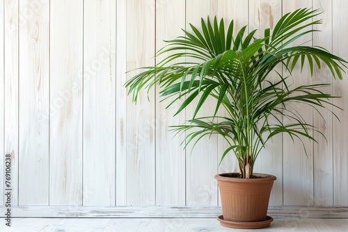 Palm tree in pot on white wooden background