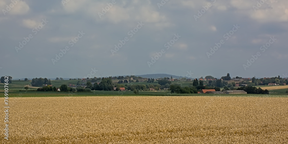 Agricultural field with golden wheat stalks with hills and forests in the background on a cloudy summer day in Kooigem, Courtrai, Flanders, Belgium 