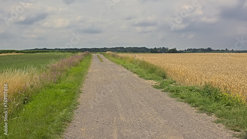 Dirt road along agricultural  fields with hills and forests in the background on a cloudy summer day in Kooigem  Courtrai  Flanders  Belgium 