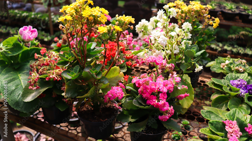 Close up of flowers growing on plant