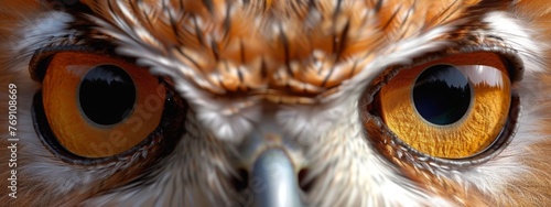 Beautiful barn owl eagle bird. Wildlife scene from forest. Banner with closeup fantasy portrait of wild tyto alba. Beautiful bird in autumn nature habitat. Wallpaper, beautiful fall background photo
