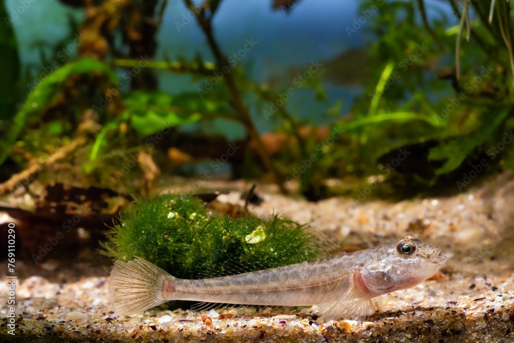 wild caught monkey goby fish on sand bottom, Southern Buh river ...