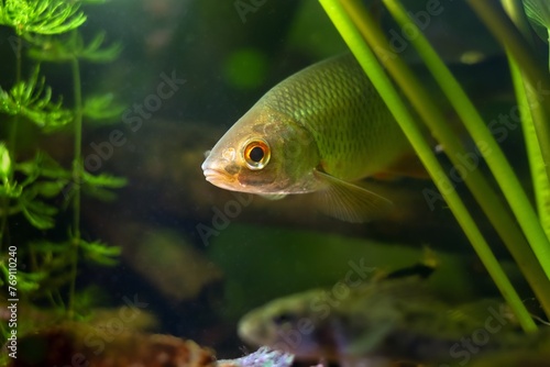 common roach hide in hornwort, yellow water lily vegetation, wild freshwater fish, European temperate river biotope aquarium, adaptable aquatic plant, LED low light, shallow dof, blurred background
