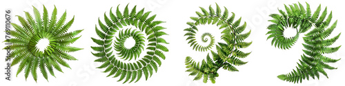 Fern leaves unfurling in a spiral pattern Hyperrealistic Highly Detailed Isolated On Transparent Background Png File