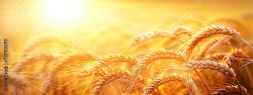 Ears of golden wheat over sunset sky. Close up beauty nature field background with sun flare. Ripening ears of meadow wheat field. Rich harvest.  Beautiful summer or autumn nature backdrop photo