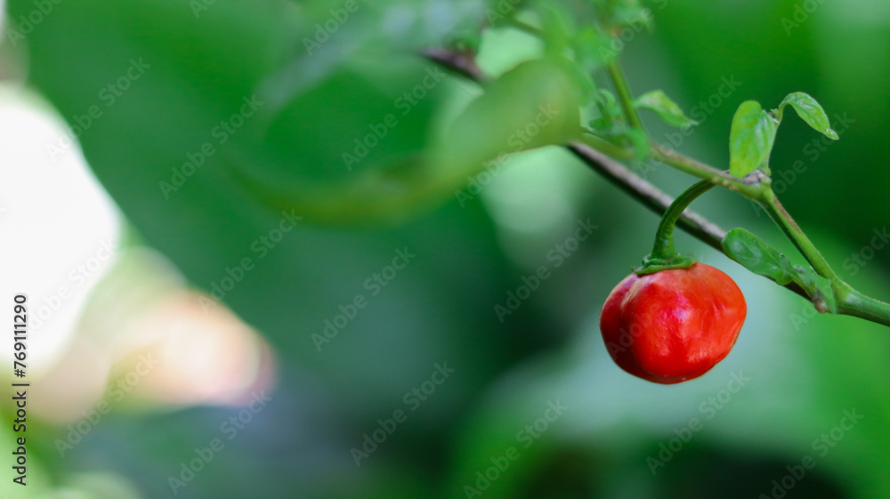Obraz premium Pepper cultivation