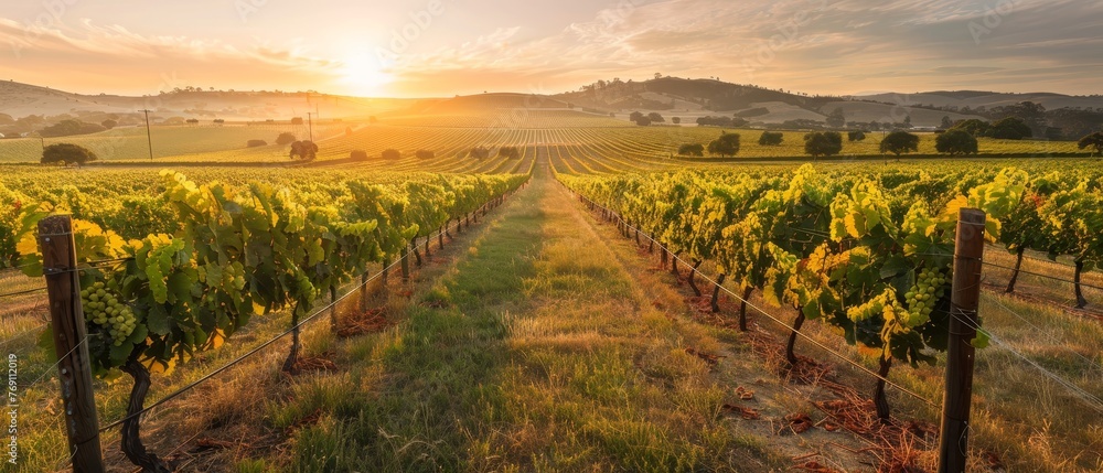 The first rays of the sunrise illuminate a lush vineyard, with rows of grapevines standing tall amidst the pastoral beauty of the countryside..