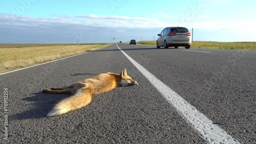 A fox is lying on the highway. An incident on the roadway. A car hit a wild animal. Protection of wild animals. No barriers along the forest and road. photo