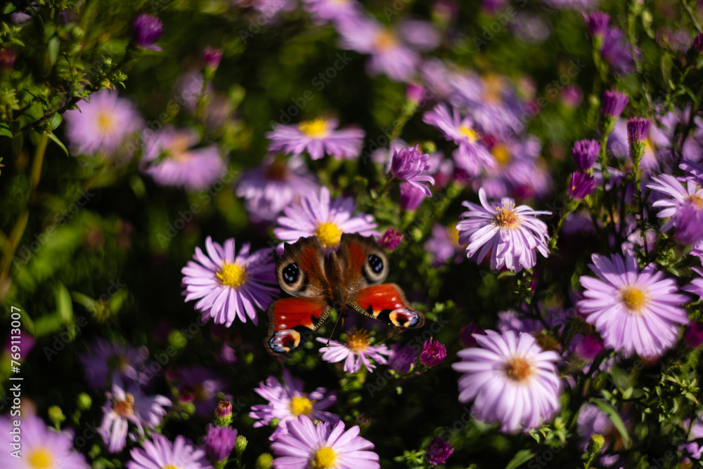 Motyl na kwiatach - obrazy, fototapety, plakaty 