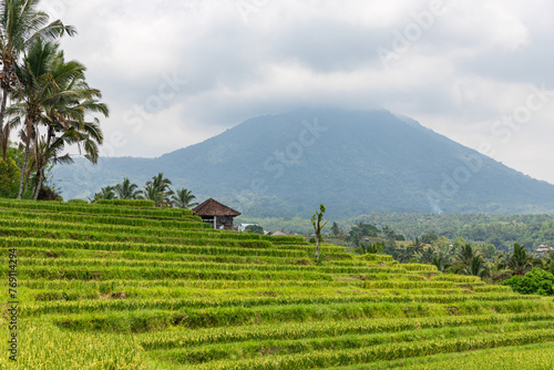 Green rice fields on Bali island  Jatiluwih near Ubud  Indonesia