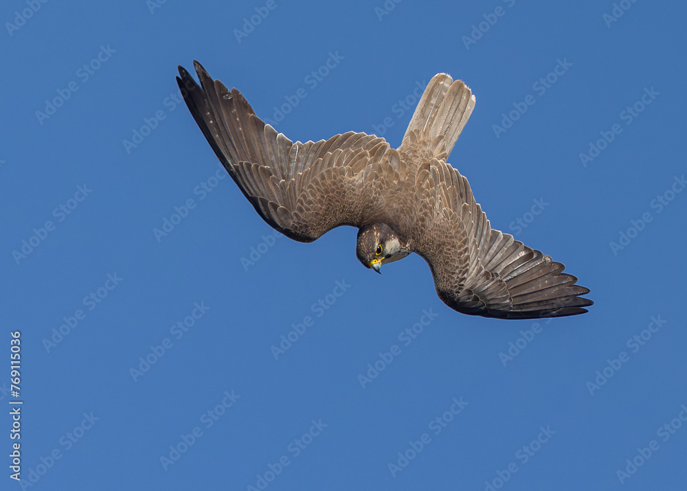 Obraz premium Laggar falcon diving