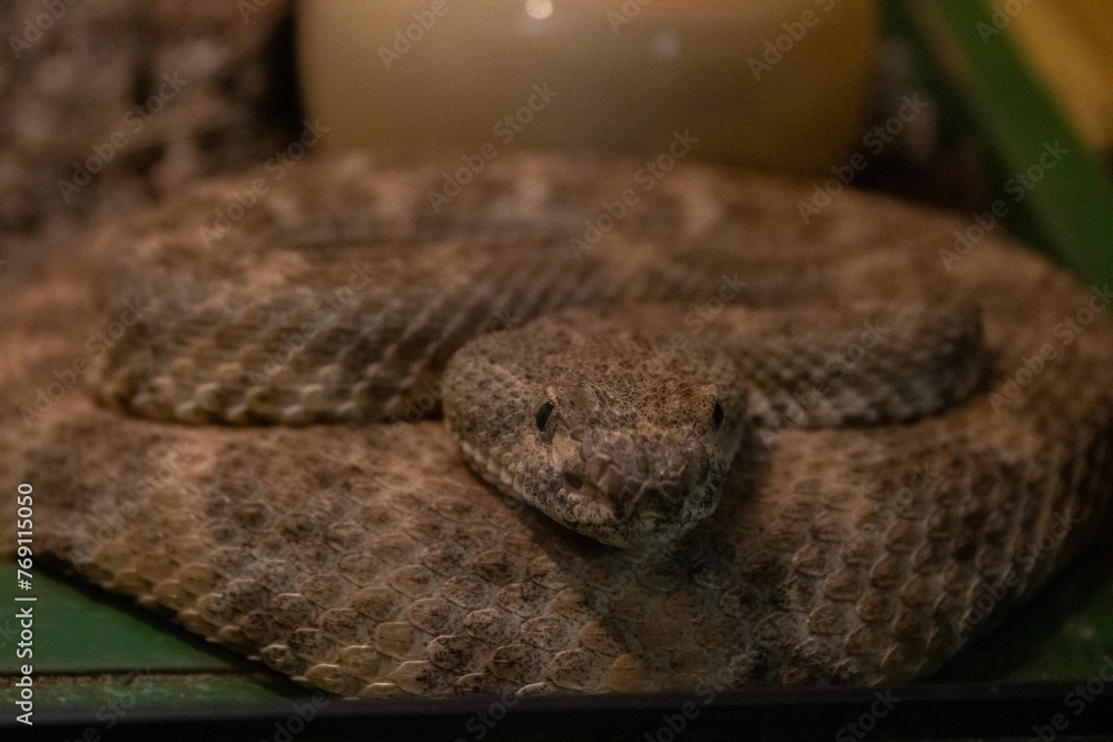 Fototapeta premium close up of a snake