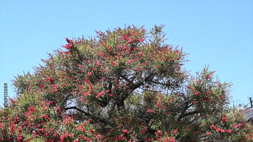 tree crown of the national flower of Argentina called flore de ceibo Erythrina crista-galli tree crown of the national flower of Argentina called flore de ceibo Erythrina crista-galli